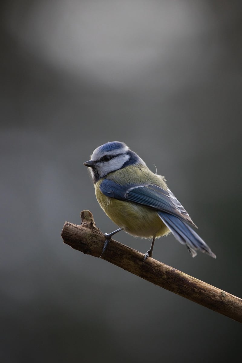Birdwatching Tour